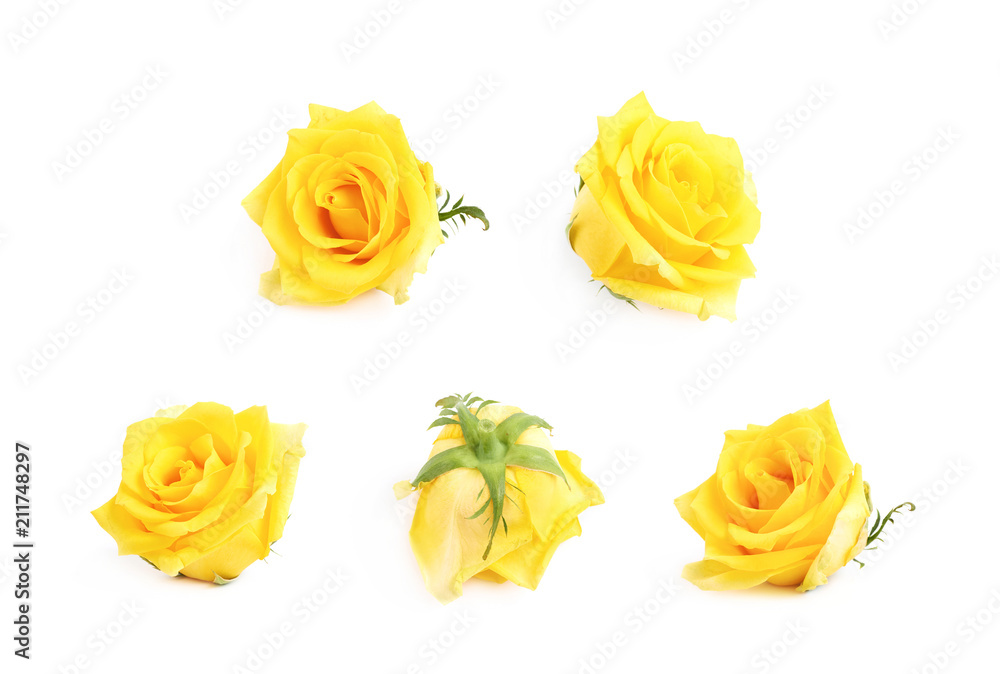 Rose bud isolated