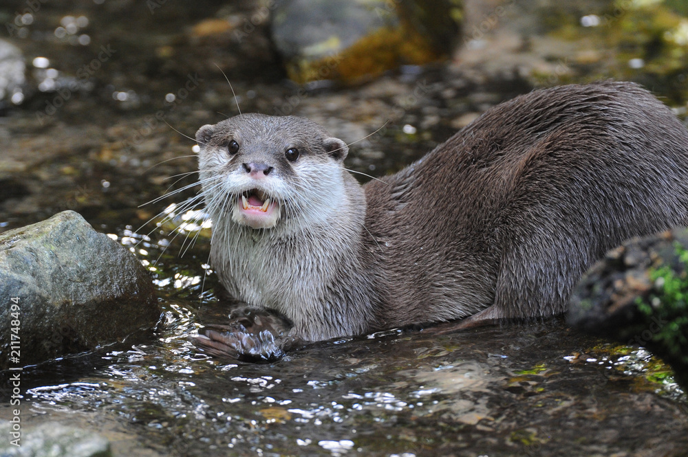 Fototapeta premium Burgers'Zoo Arnhem Holland