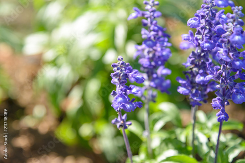 Fototapeta Naklejka Na Ścianę i Meble -  Blooming violet lavender flowers in sunny day