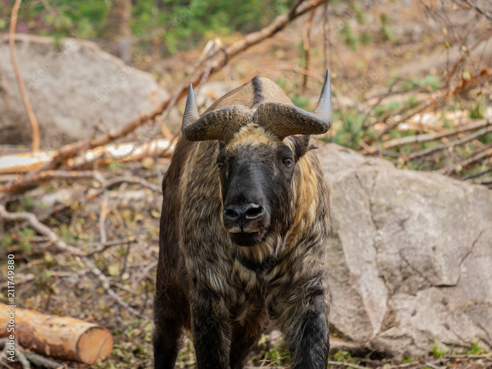 Fototapeta premium The Mishmi takin (Budorcas taxicolor taxicolor)