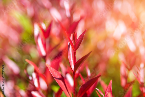 red leaves of christina tree on treetop in the garden - Syzygium australe plant photo