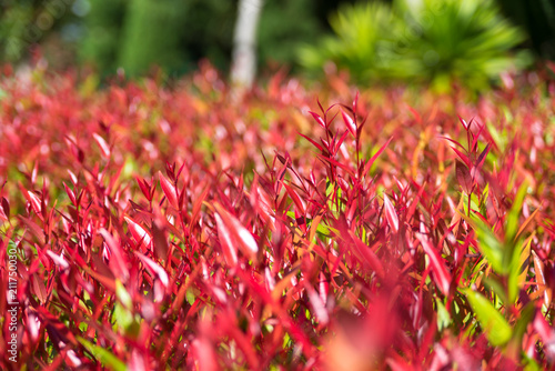 red leaves of christina tree on treetop in the garden - Syzygium australe plant photo