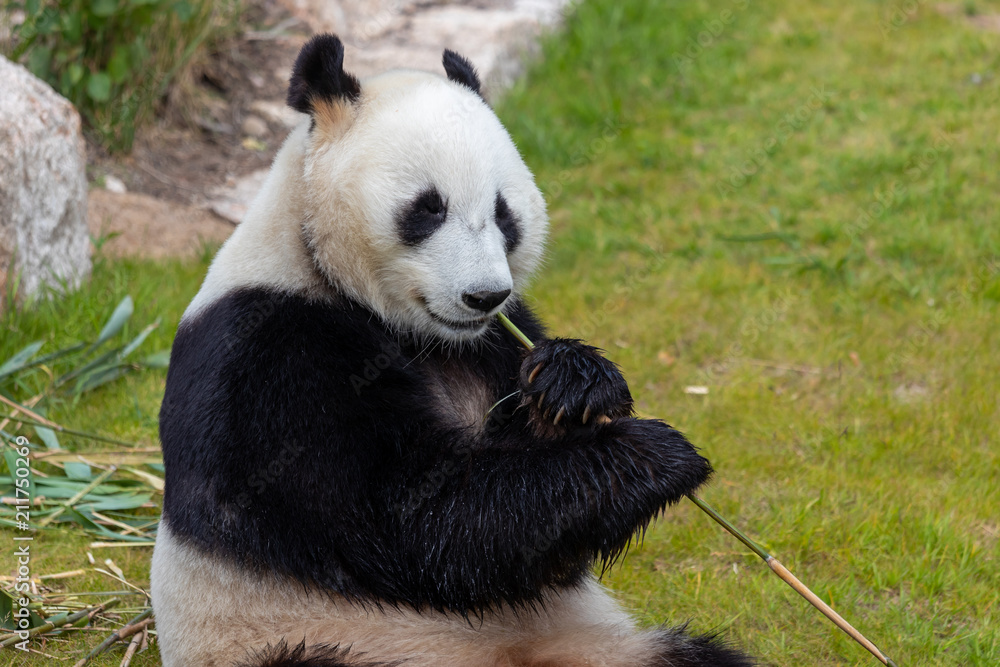 The giant panda (Ailuropoda melanoleuca) The giant panda (Ailuropoda melanoleuca)