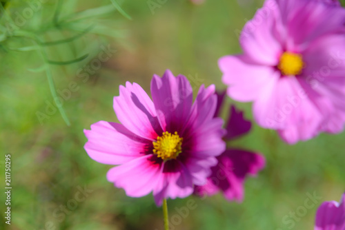 Pink cosmos flowers blooming in the garden © bigy9950