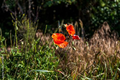 Fototapeta Naklejka Na Ścianę i Meble -  klatschmohn