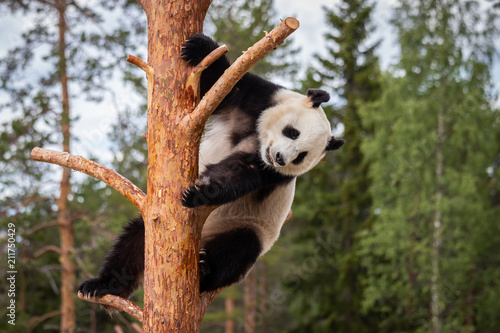 The giant panda (Ailuropoda melanoleuca)