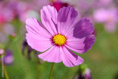 Pink cosmos flowers blooming in the garden