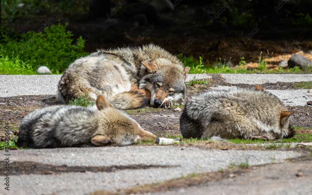 Fototapeta premium The gray wolf (Canis lupus)