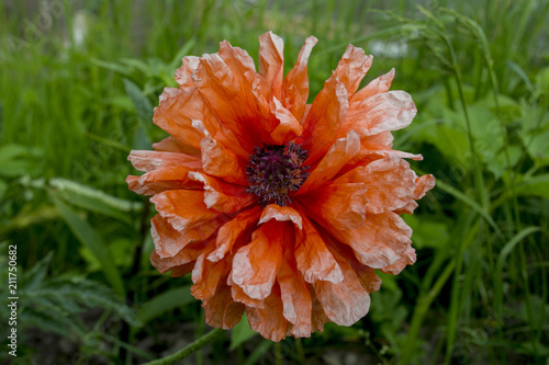 Fototapeta Naklejka Na Ścianę i Meble -  Мак  кормовой ( не наркотический )