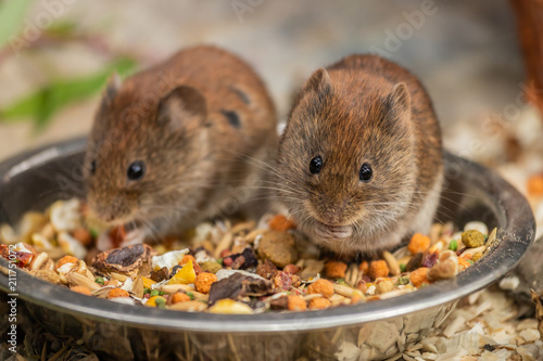 The harvest mouse (Micromys minutus)