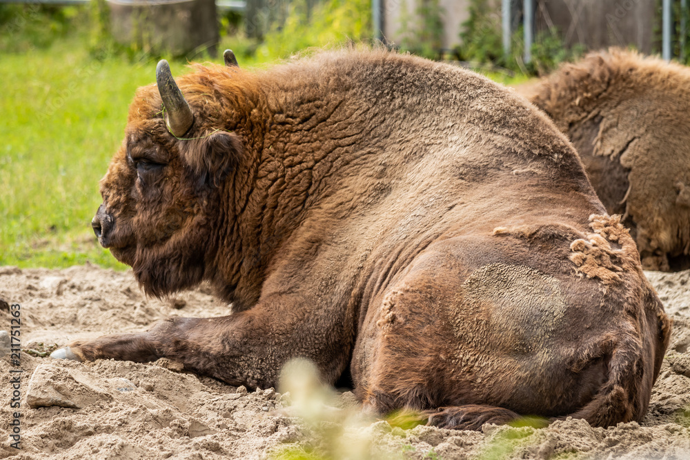 The European bison (Bison bonasus) The European bison (Bison bonasus)