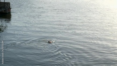 Dog Runs behind the ring, which is thrown by the owner
