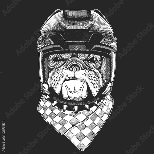 Bulldog Wild animal wearing hockey helmet. Print for t-shirt design.
