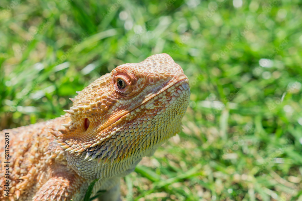 Closeup of a Bearded Dragon (Pogona vitticeps) on green grass. Exotic domestic pet.