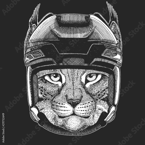 Photography Wild cat Lynx Bobcat Trot Wild animal wearing hockey helmet