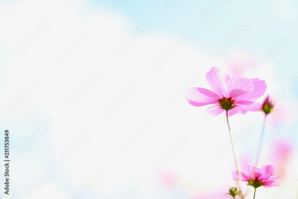 Naklejka premium コスモスと青空