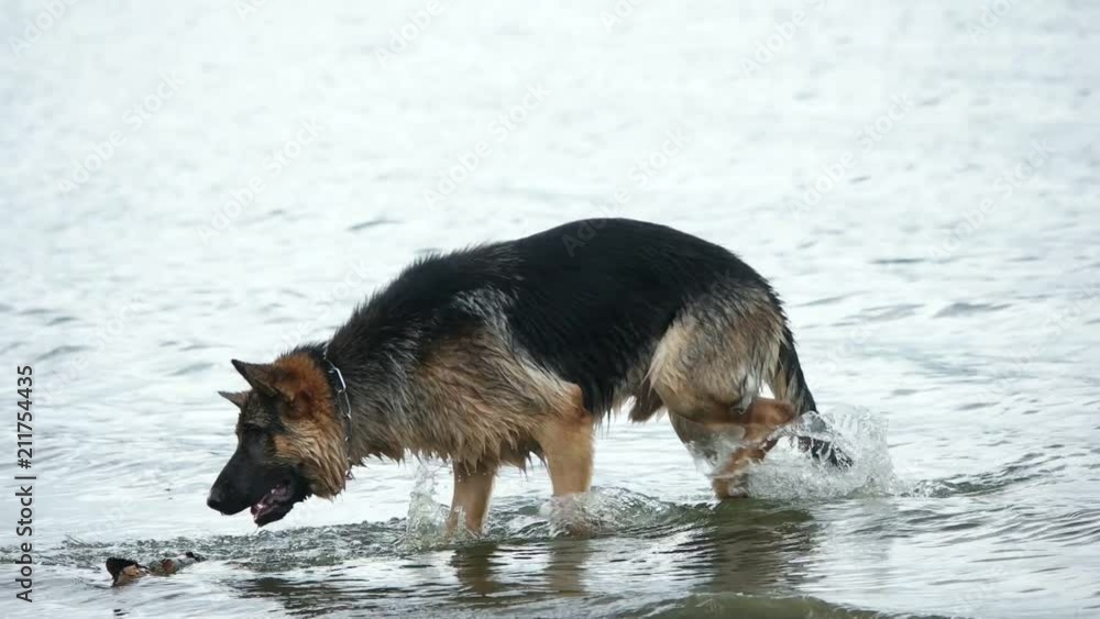 German Shepherd Dog on the Beach German Shepherd Dog on the Beach