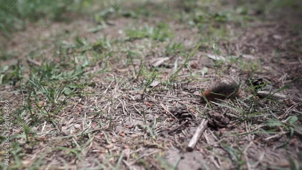 Caterpillar crawls on woodland in the forest, hairy long bug. Caterpillar crawls on woodland in the forest, hairy long bug.