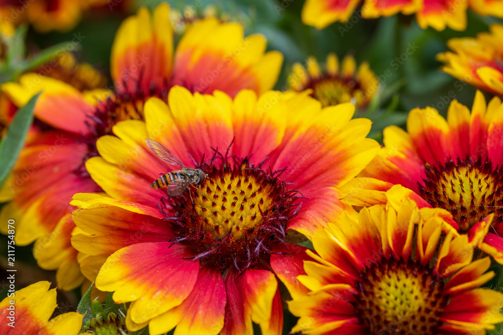 Konkarden Frühstück - Gaillardian Breakfast