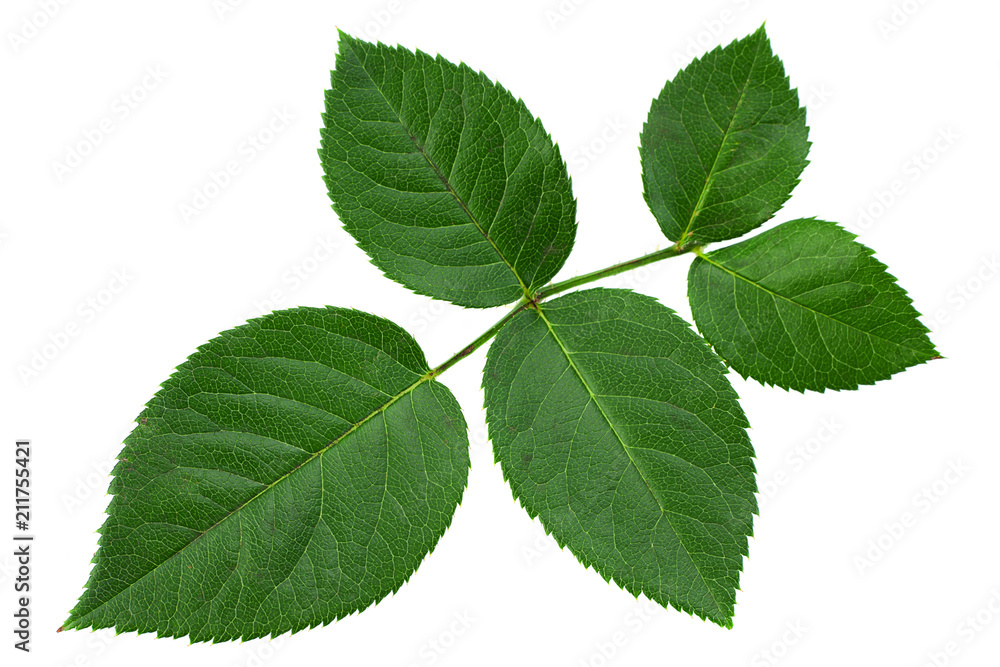 Green rose leaf closeup