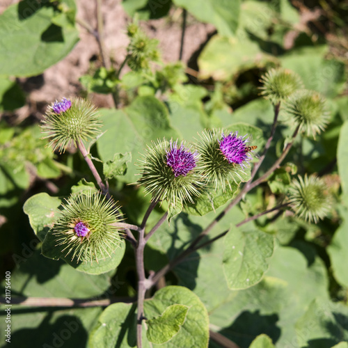 Plants  Blooming burdock at the edge of a maize field in early July