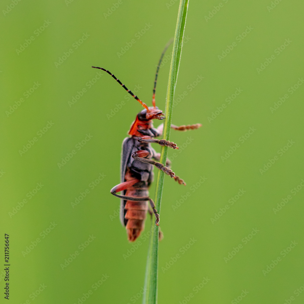 Beetle on green grass in nature Beetle on green grass in nature
