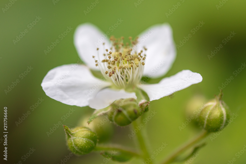 White flowers on a blackberry in the nature White flowers on a blackberry in the nature