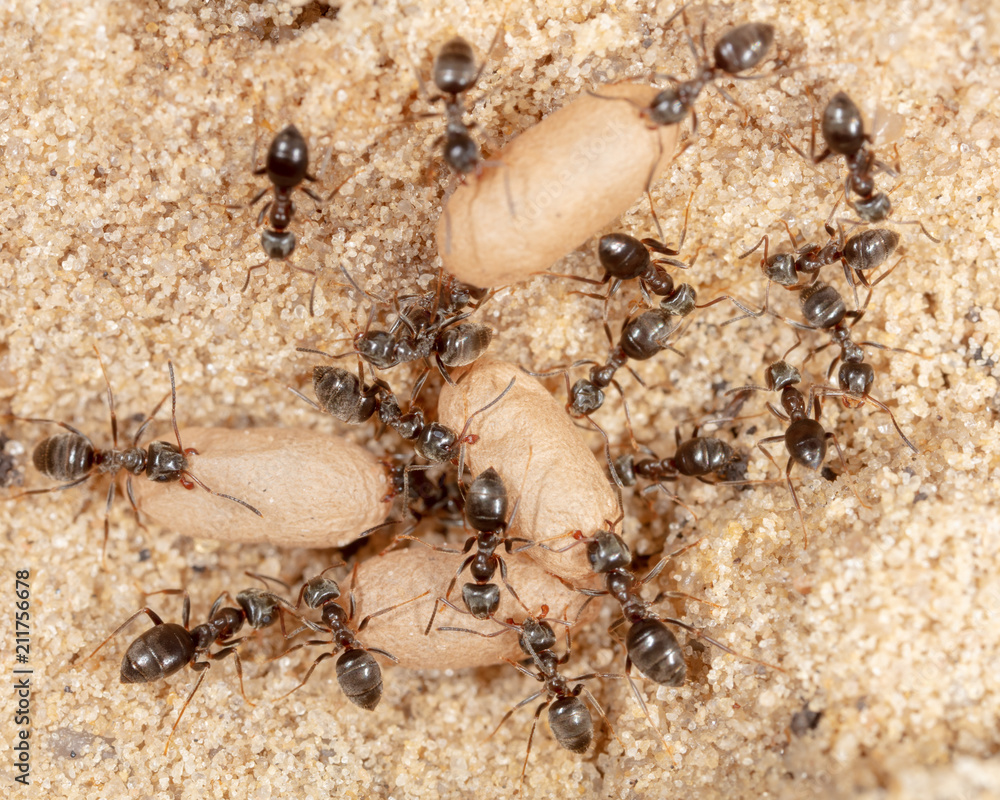 Ants and formic eggs in nature Ants and formic eggs in nature