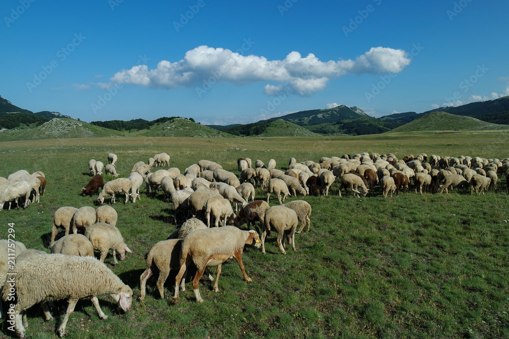 flock of sheep grazing in a meadow