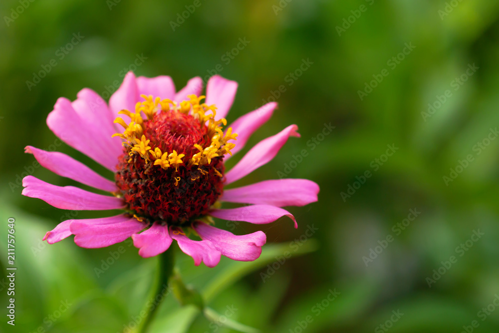 Abstract beautiful pollen texture of a pink zinnia Abstract beautiful pollen texture of a pink zinnia