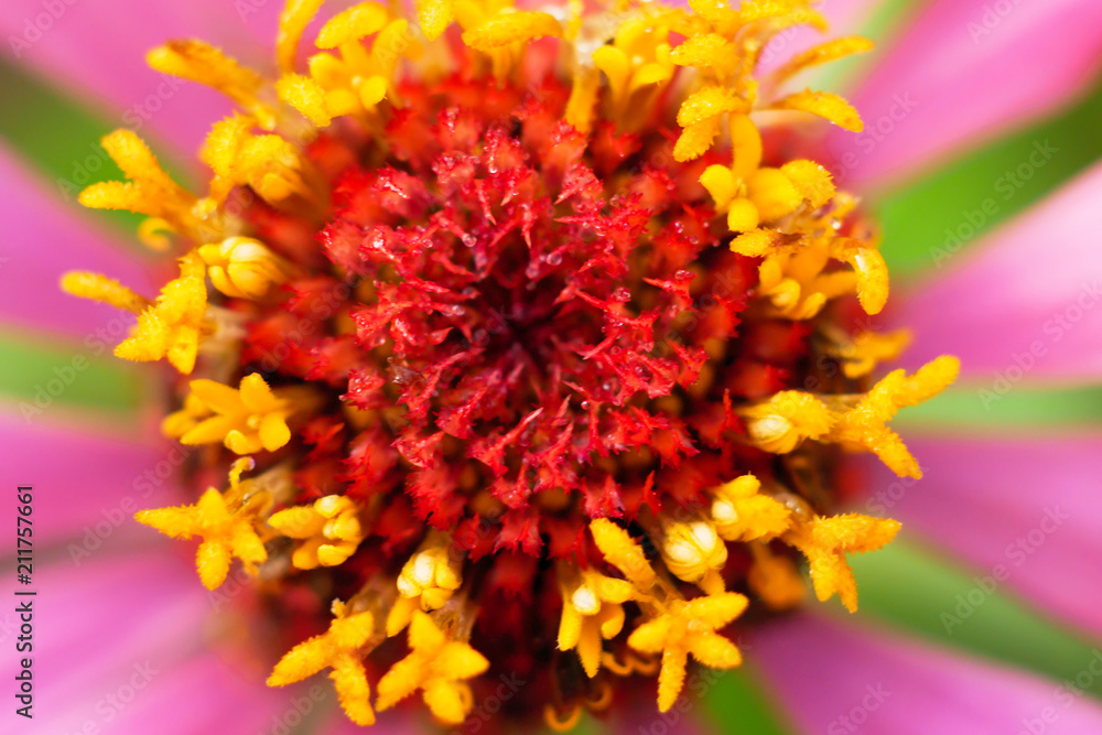 Beautiful pollen texture with rain drop of a zinnia Beautiful pollen texture with rain drop of a zinnia