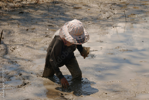 A farmer women is looking fishg in the mud
