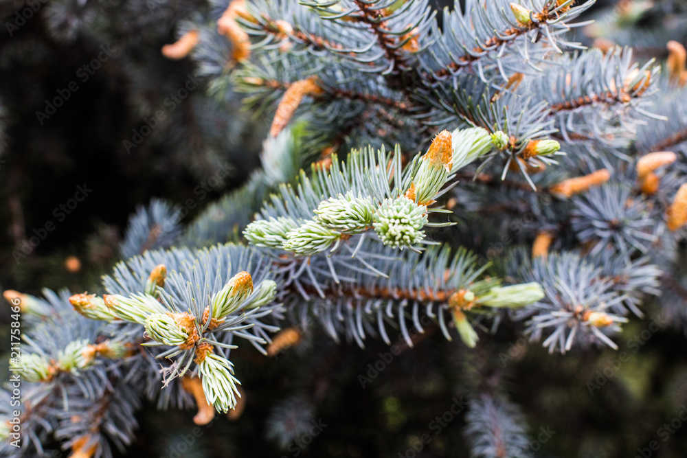 Blue spruce in the forest, natural background or texture Blue spruce in the forest, natural background or texture