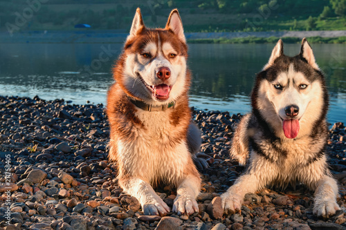 Portrait two cute happy husky dogs evening portrait on the background of the summer river. photo