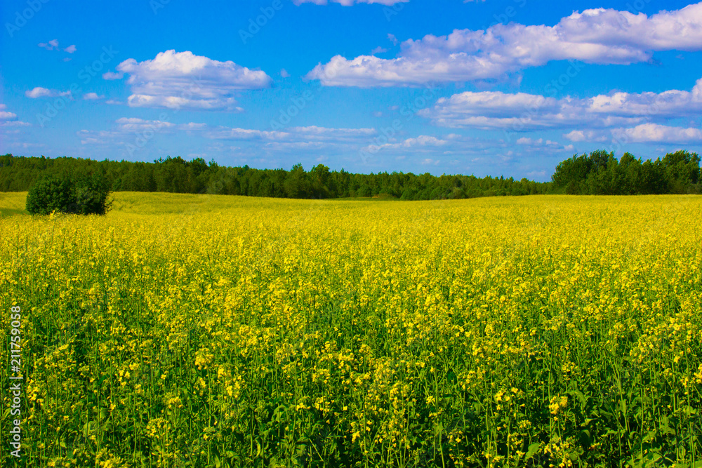 rapeseed field rapeseed field