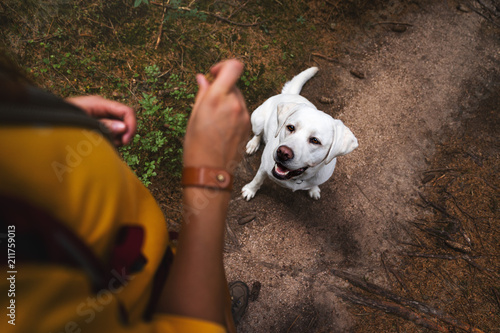 young cute labrador retriever dog puppy sitting in the forest in front of woman with dog food