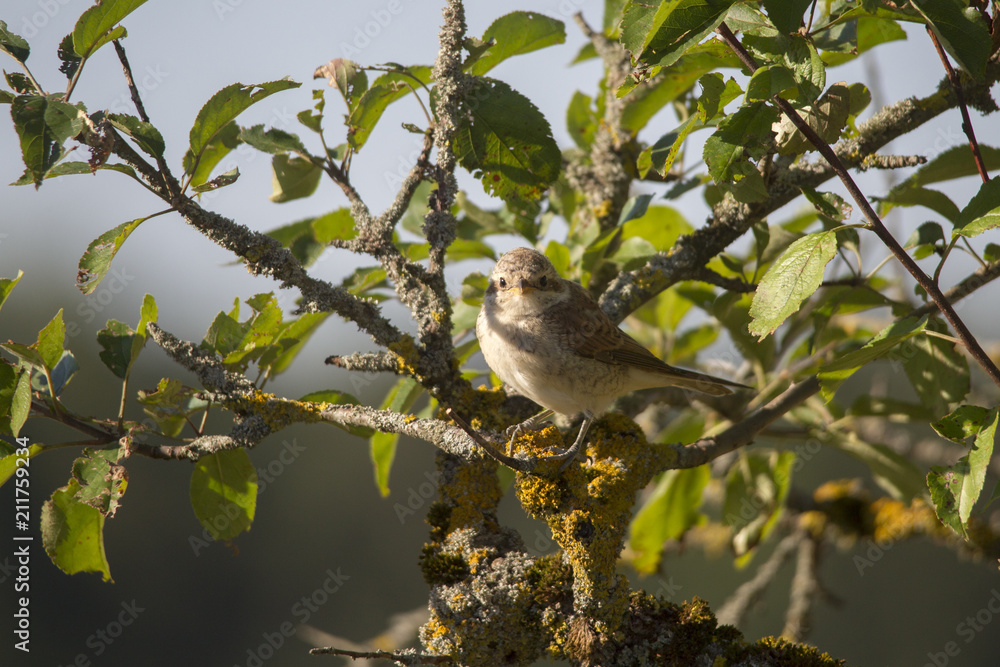 A red-backed shrike sits on a branch A red-backed shrike sits on a branch