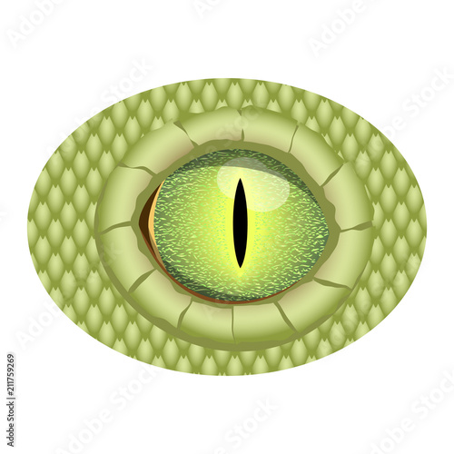 Green realistic eye of reptile. Vector eye of dragon.