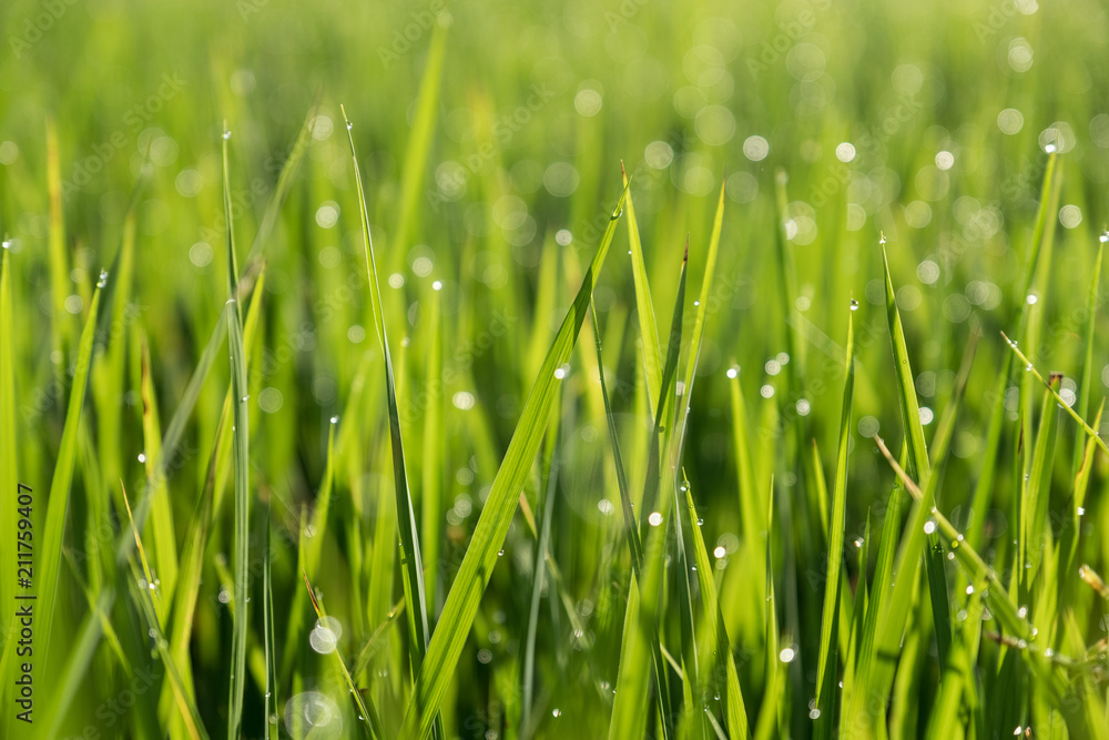 Green background from rice leaves blurred and bokeh from drops of dew.