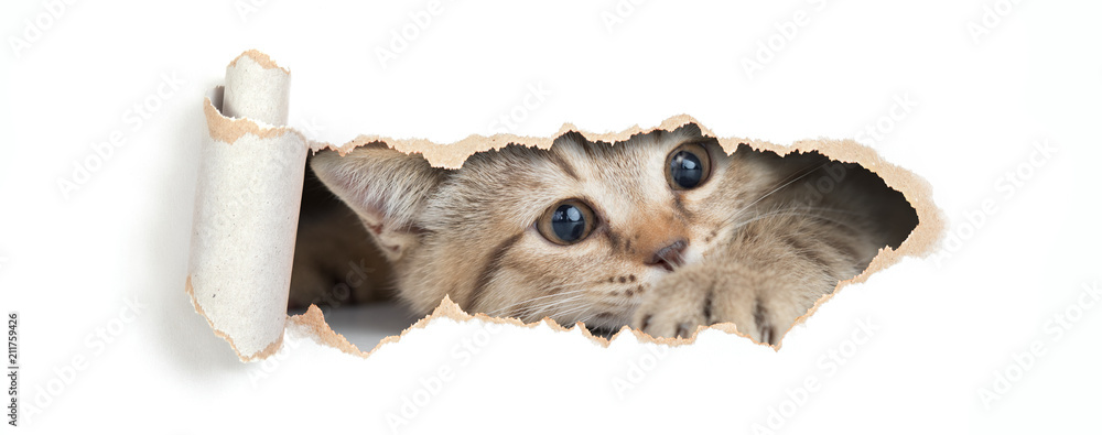 Naklejka premium Brytyjski kot patrzeje przez dziury w papierze odizolowywającym