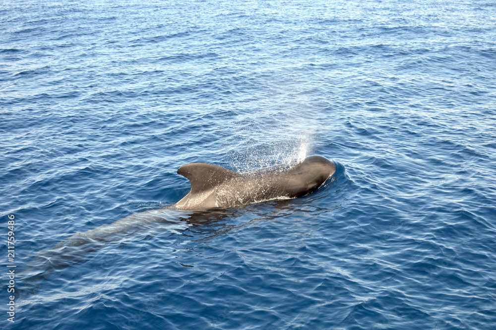 Fototapeta premium Pilot Whale