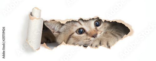 British cat looking through hole in paper isolated