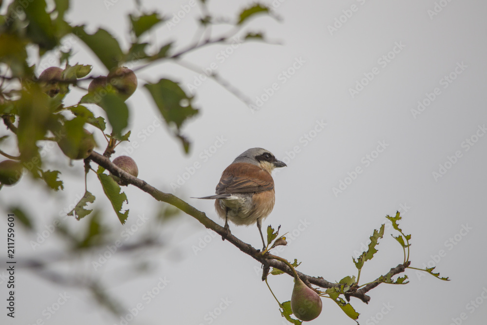 A red-backed shrike sits on a branch A red-backed shrike sits on a branch