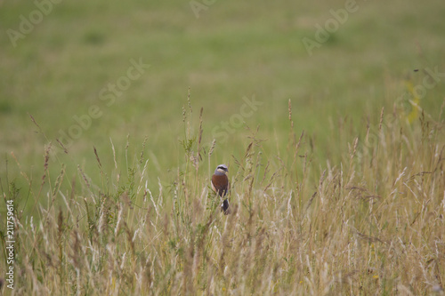 A Red-backed Shrike sits at a stalk in an uncut nature meadow