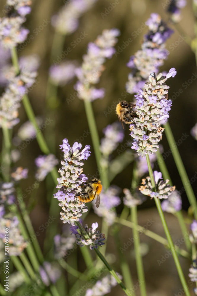 Two common carder bees collecting nectar and pollen on lavender flowers on a sunny day. Dark blurred background. Lavandula angustifolia. Vertical. Two common carder bees collecting nectar and pollen on lavender flowers on a sunny day. Dark blurred background. Lavandula angustifolia. Vertical.