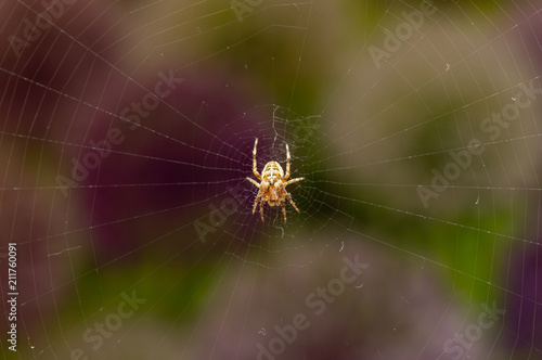 Top view of spider on web with dark garden background. Araneus diadematus, known as the Cross orb weaver spider or European garden spider.