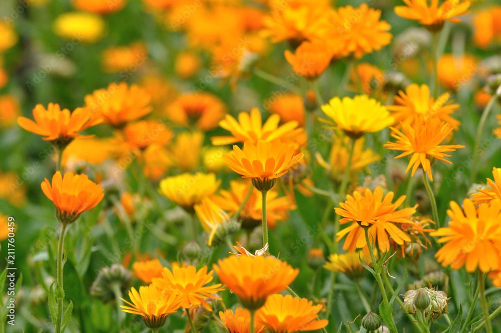 Orange Flowers