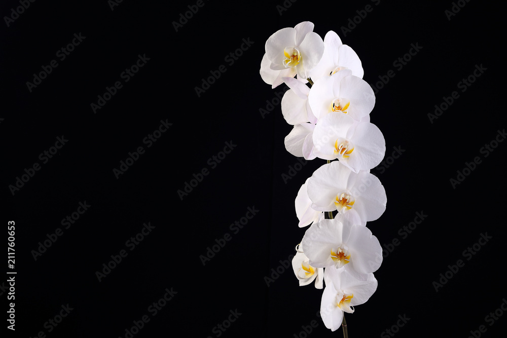 Obraz premium White orchid on a black background
