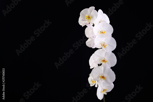 White orchid on a black background