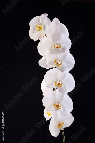 White orchid on a black background